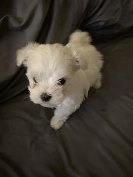 Medium Photo #1 Maltese Puppy For Sale in LEXINGTON, KY, USA