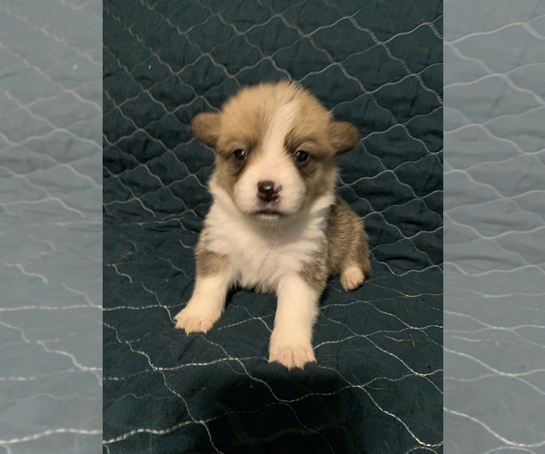 Medium Photo #1 Pembroke Welsh Corgi Puppy For Sale in SHERMAN, TX, USA