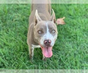 American Pit Bull Terrier Dogs for adoption in Riverside, CA, USA