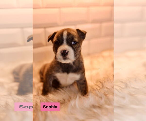 Medium Photo #1 Bulldog-Unknown Mix Puppy For Sale in Duluth, MN, USA