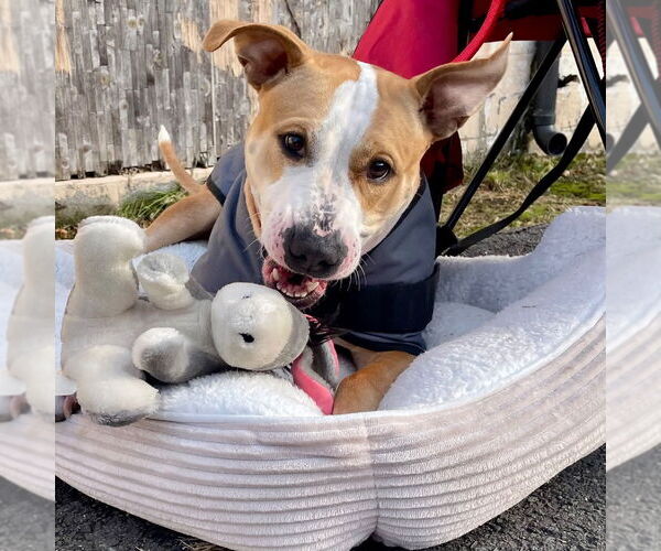 Medium Photo #11 Mutt Puppy For Sale in Canton, CT, USA