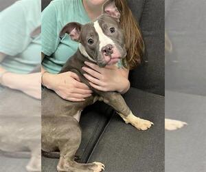 American Pit Bull Terrier Dogs for adoption in Peoria, IL, USA