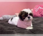 Small Photo #31 Shih Tzu Puppy For Sale in VENETA, OR, USA