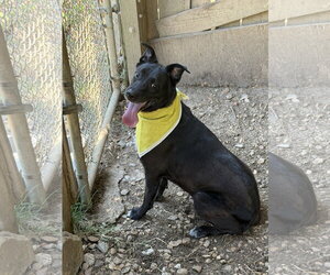 Labrador Retriever-Unknown Mix Dogs for adoption in Jackson, MS, USA