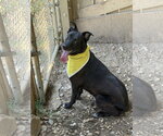 Small Labrador Retriever Mix