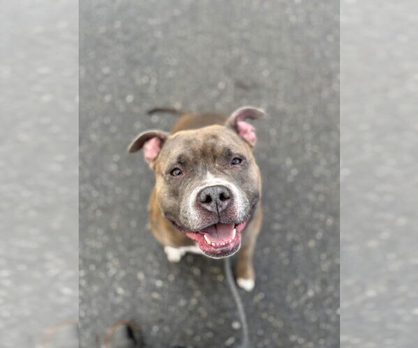 Medium Photo #9 American Pit Bull Terrier-Unknown Mix Puppy For Sale in Brewster, NY, USA