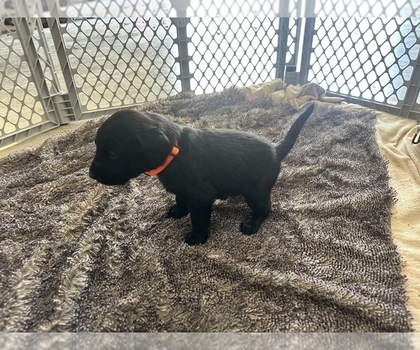 Medium Photo #6 Labradoodle Puppy For Sale in KIRKSVILLE, MO, USA
