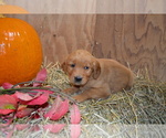 Puppy Belle Golden Retriever