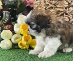 Small #2 Shih Tzu