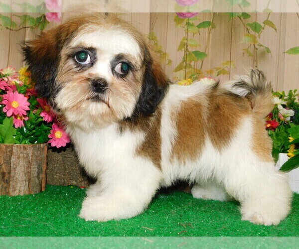 Medium Photo #1 Shih Tzu Puppy For Sale in HAMMOND, IN, USA