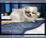 Small Photo #10 Pomeranian Puppy For Sale in VICTORVILLE, CA, USA
