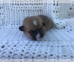 Puppy 5 Pembroke Welsh Corgi