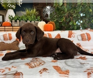 Labrador Retriever Puppy for sale in GREENFIELD, IN, USA