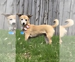 Small Chiweenie