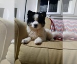 Puppy 1 Pomsky