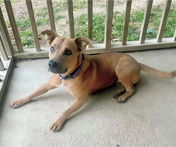 Medium Photo #5 Mutt Puppy For Sale in Calhoun, GA, USA