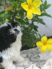 Shih Tzu Puppy for sale in PORT CHARLOTTE, FL, USA