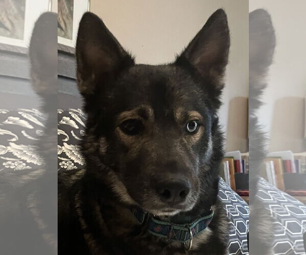 Medium Photo #2 Siberian Husky Puppy For Sale in Cedar Crest, NM, USA