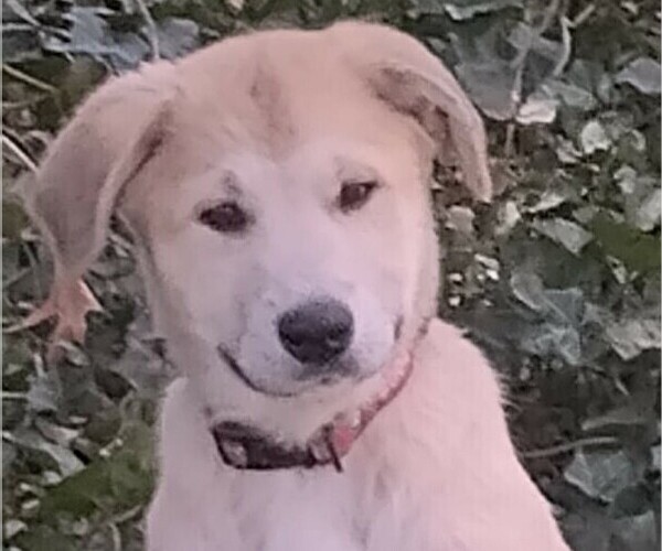 Medium Photo #7 German Shepherd Dog-Great Pyrenees Mix Puppy For Sale in JONESBORO, GA, USA