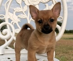 Small Photo #3 Chiranian Puppy For Sale in COVINGTON, TX, USA