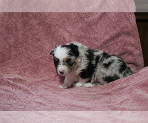 Miniature Australian Shepherd Puppy for sale in EVART, MI, USA