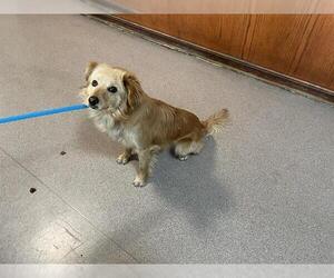 Chihuahua-Unknown Mix Dogs for adoption in Pasadena, CA, USA