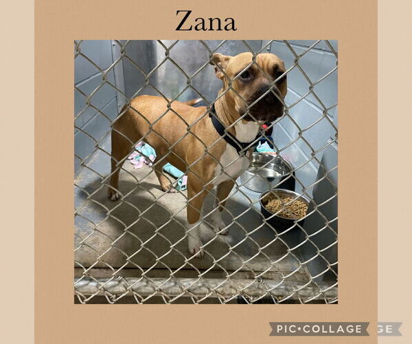 Medium Photo #1 Bullboxer Pit Puppy For Sale in Kewanee, IL, USA