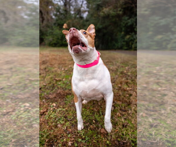 Medium Photo #6 American Staffordshire Terrier-Unknown Mix Puppy For Sale in Holly Springs, NC, USA