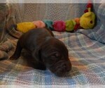 Small Photo #7 Great Dane Puppy For Sale in SPRAGGS, PA, USA