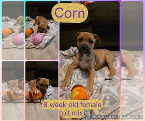 Mutt Dogs for adoption in Jacksonville, NC, USA