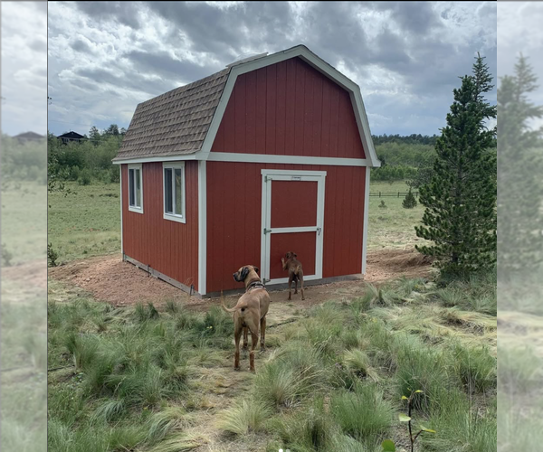 Medium Photo #10 Rhodesian Ridgeback Puppy For Sale in FAIRPLAY, CO, USA