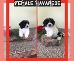 Puppy 1 Havanese