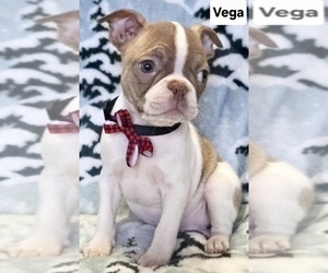 Boston Terrier Puppy for sale in MINERAL WELLS, WV, USA