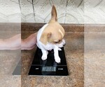 Small Photo #3 Chihuahua Puppy For Sale in MOUNT AIRY, NC, USA