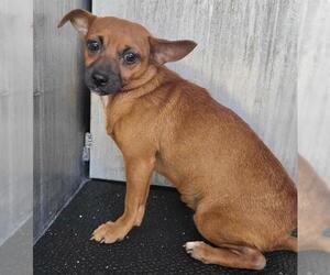 Chihuahua-Unknown Mix Dogs for adoption in San Antonio, TX, USA