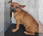 HARVEY - Female Chihuahua-Unknown Mix Dog for Adoption - Small photo