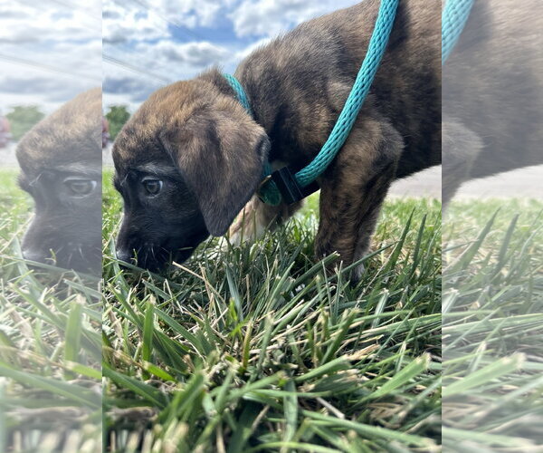 Medium Photo #4 Mutt Puppy For Sale in Germantown, OH, USA