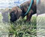 Small #3 Mutt