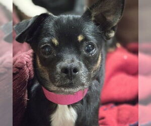 Chiweenie Dogs for adoption in Claremore, OK, USA