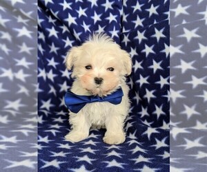 Maltichon Puppy for sale in NEW HOLLAND, PA, USA