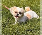 Small Photo #1 Shih Tzu Puppy For Sale in MIDDLEBURY, IN, USA