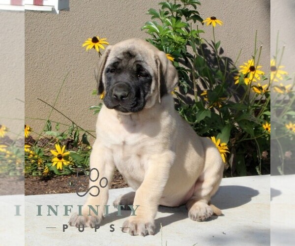 Medium Photo #2 Mastiff Puppy For Sale in RED LION, PA, USA
