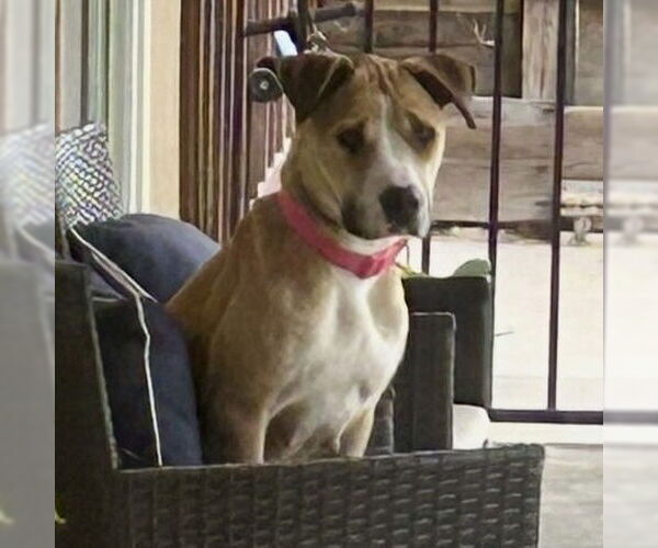 Medium Photo #5 Mutt Puppy For Sale in Oceanside, CA, USA