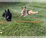 Small #5 German Shepherd Dog