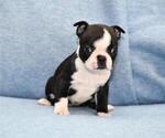 Small Photo #9 Boston Terrier Puppy For Sale in HOMINY, OK, USA