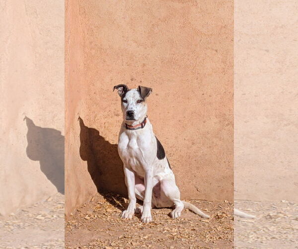 Medium Photo #7 Labrador Retriever-Unknown Mix Puppy For Sale in Pena Blanca, NM, USA