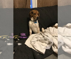 Benny - Male Beagle Dog for Adoption - Photo #6