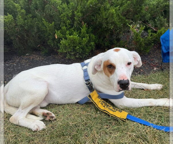 Medium Photo #3 Mutt Puppy For Sale in Germantown, OH, USA