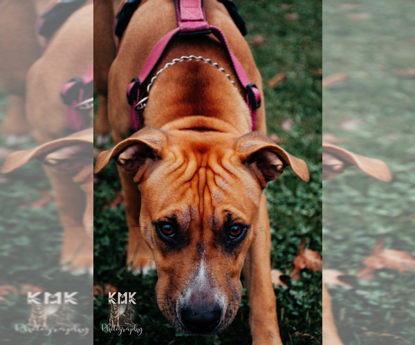 Medium Photo #2 American Staffordshire Terrier-Unknown Mix Puppy For Sale in Belleville, MI, USA