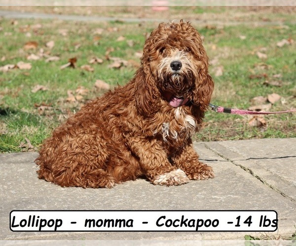 Medium Photo #1 Cock-A-Poo Puppy For Sale in CLARKRANGE, TN, USA